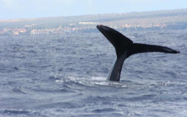 Wailea Ekolu #607