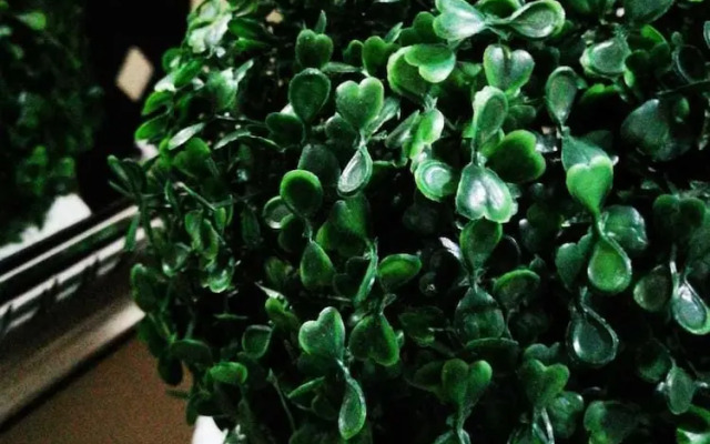 Willow Manor Brits Guest House