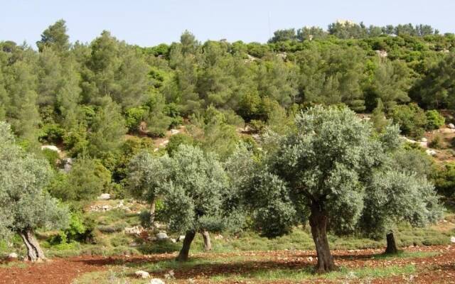 Ajloun Hotel