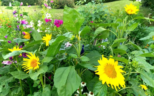 SEENAH - Ihre Wohnung am Bodensee / Untersee