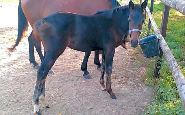 B&B Haras de la Cour Fleury