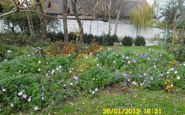 Pension Puiu