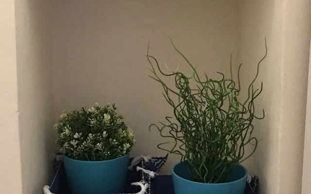 Under the Cherry Moon