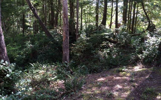 Reef Point Forest Suite