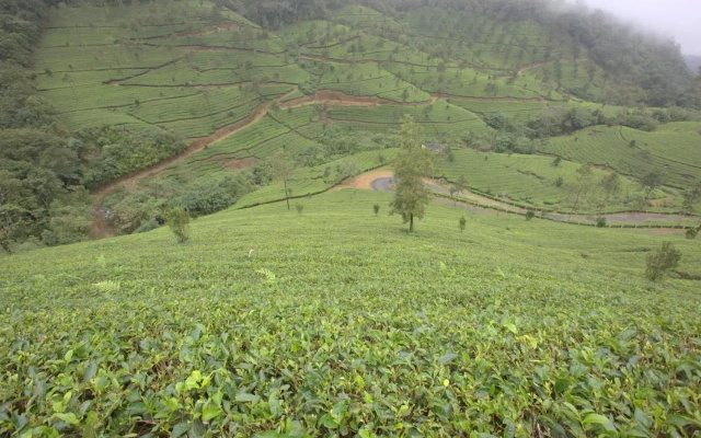 Grand Plaza Munnar