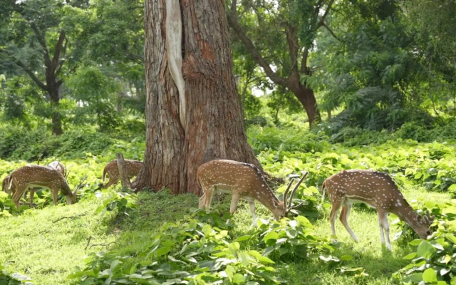 Wild Tusker Masinagudi by LexStays