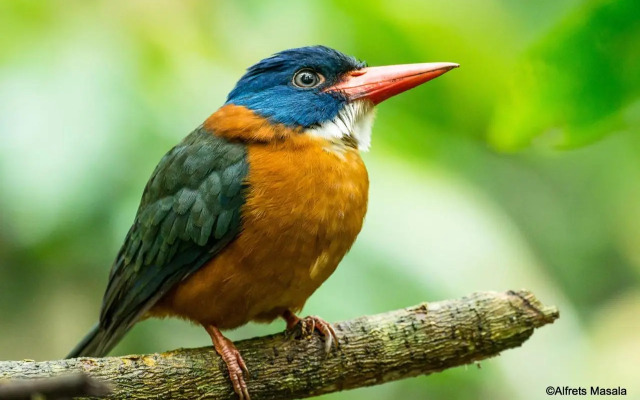 Tangkoko Jungle Homestay By OYO