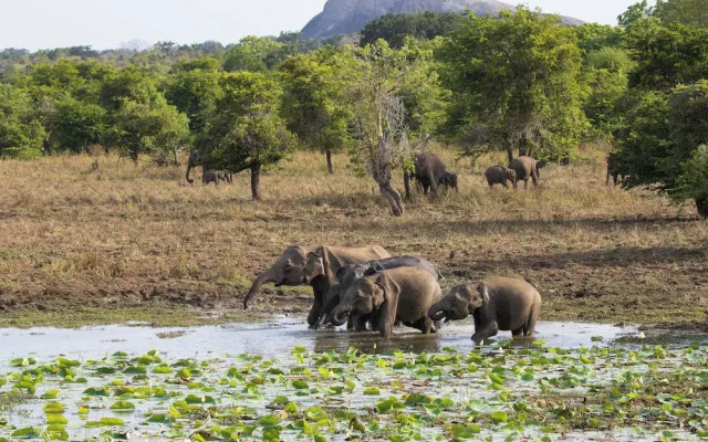 The Den at Yala