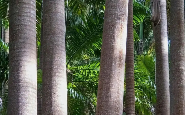 Naniki Cottages