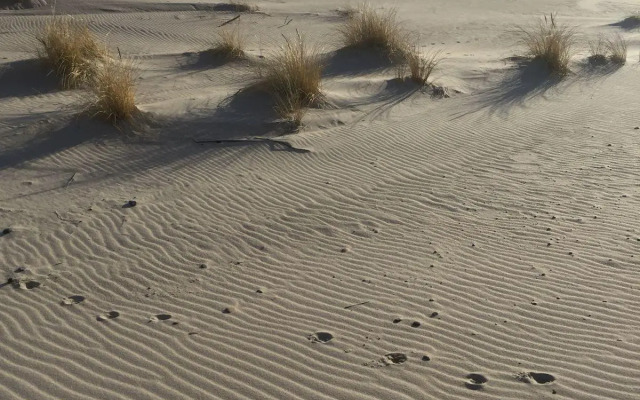 Отдых на Куршской косе