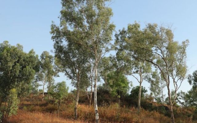 The Lavin Valley
