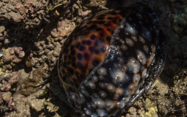 Pangani Cliffs Lodge