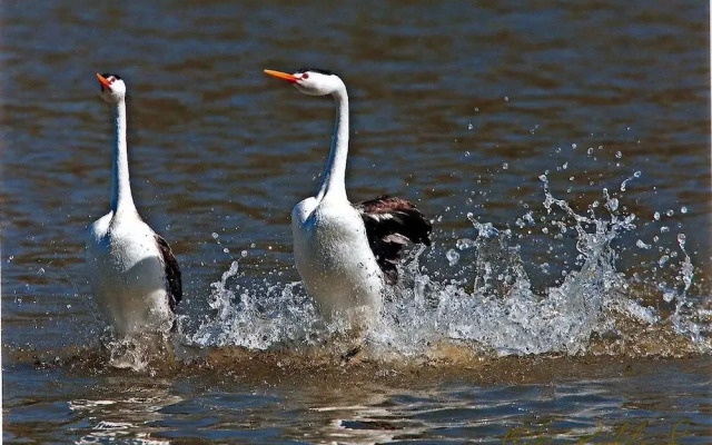 The Lodge at Summer Lake