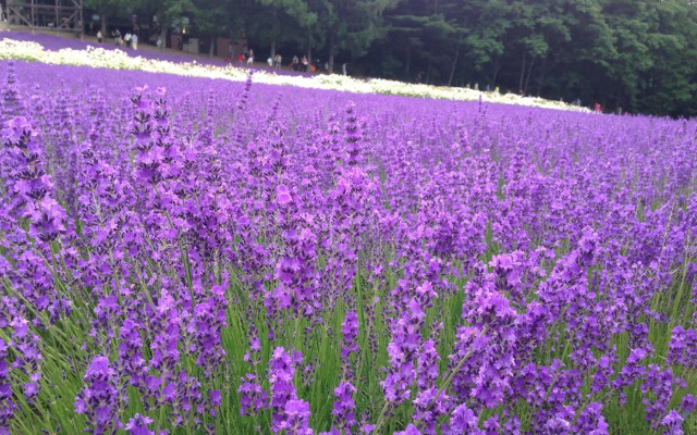 BRICK HOUSE Furano