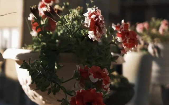 Qingnuocang Boutique Homestay