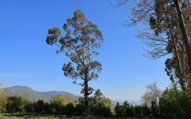 Lijiang Shanshui Tan Homestay