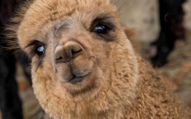 La Alqueria de las Alpacas