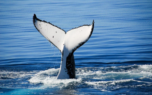 Palm Court Hervey Bay