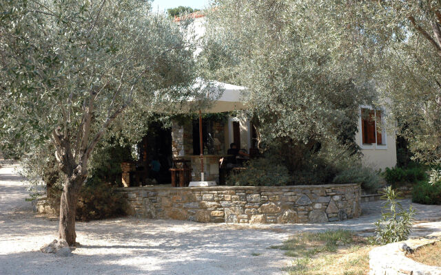 Gera's Olive Grove