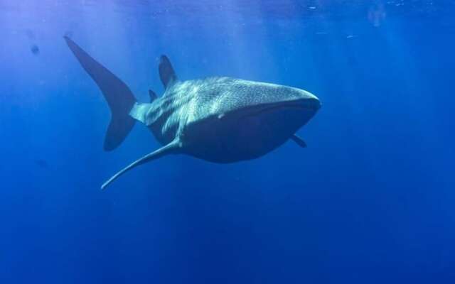 Tiger Shark Residence