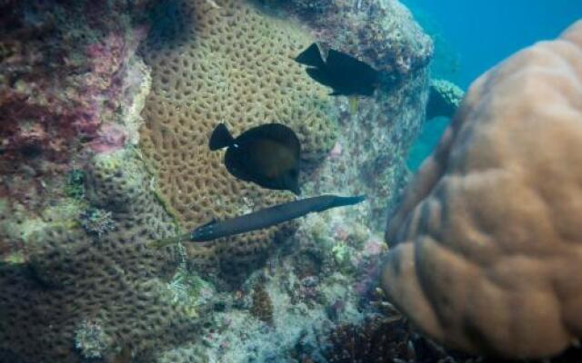 Chumbe Island Coral Park