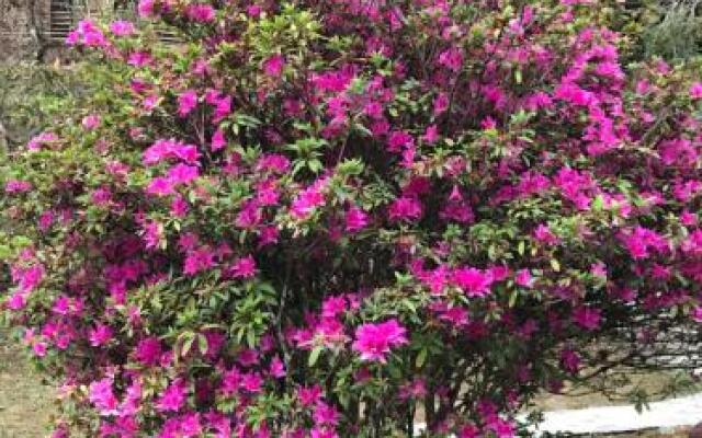 Martam Village Resort