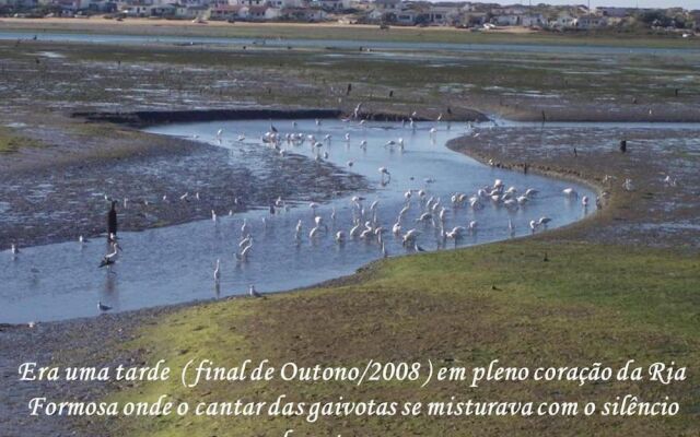Laguna Formosa - Holidays in the Algarve