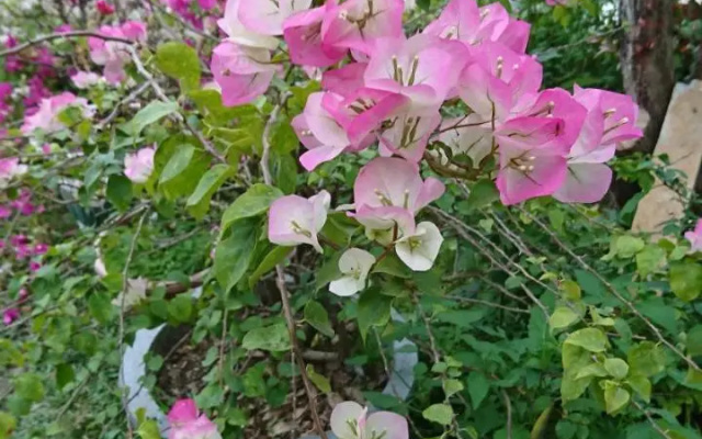 Garden Hostel