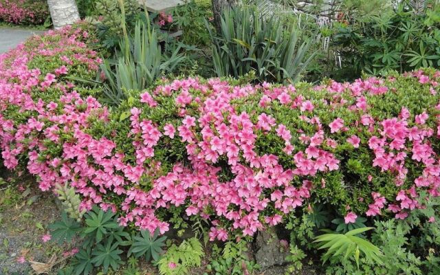 Yamanouchi Guest House