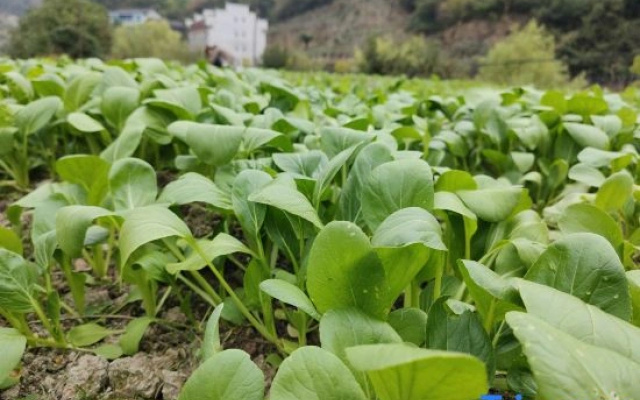 zhangjiajie Xiangxi story homestay
