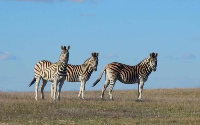 Thali Thali Game Lodge