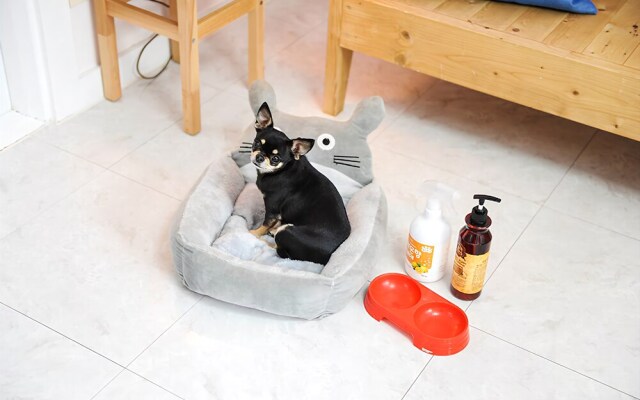 Gyeongju Magic Castle Pet Pension