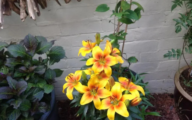 Heathfield B&B Guest House