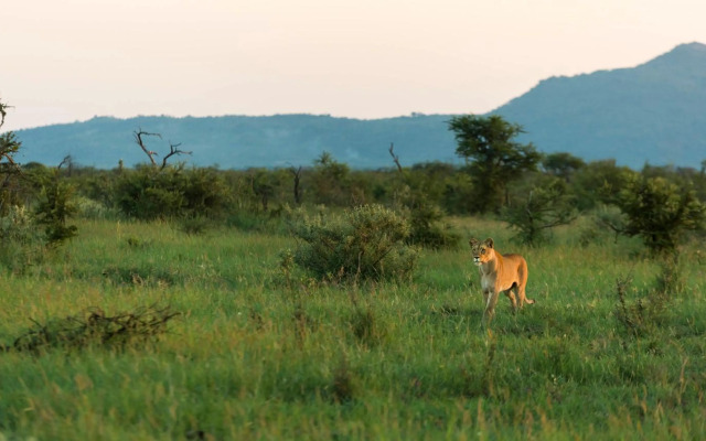 Impodimo Game Lodge