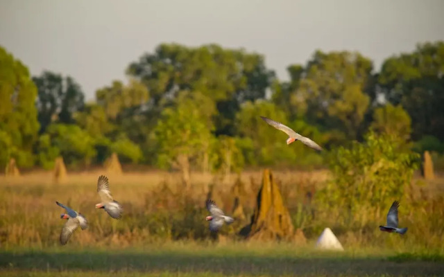 Wildman Wilderness Lodge