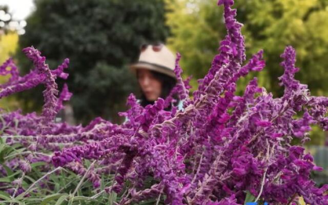 Limao Huanhai Lake View Courtyard