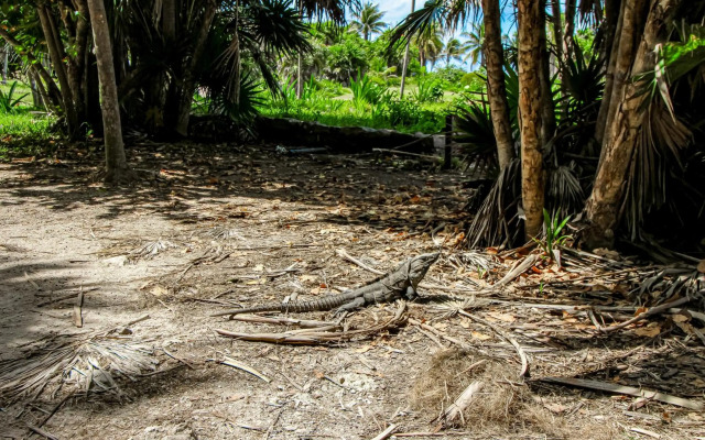 Miraluna B223 at Luum Zama