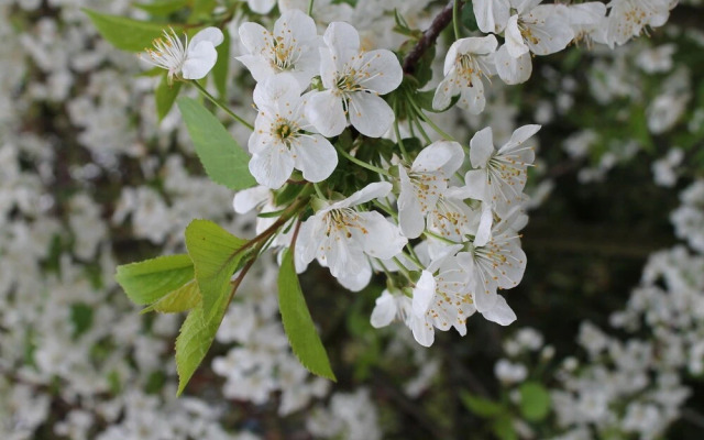 Quaint Holiday Home in Steffenshagen near Sea