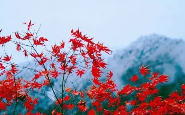 Shoufeng Bieyuan