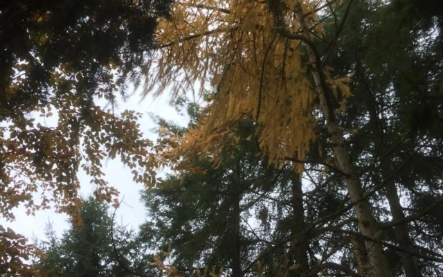 Ferienhaus-stadtkyll Beim Förster