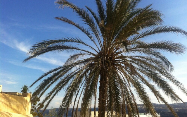 The Palm Tree Residence