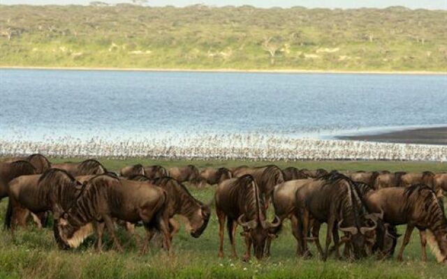 Lemala Ndutu Camp