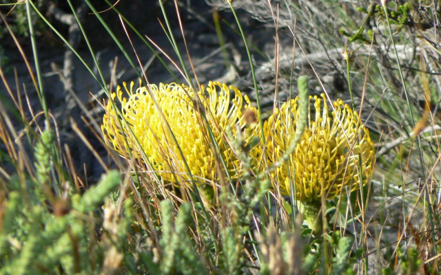 Van den Bergs Guesthouse B&B