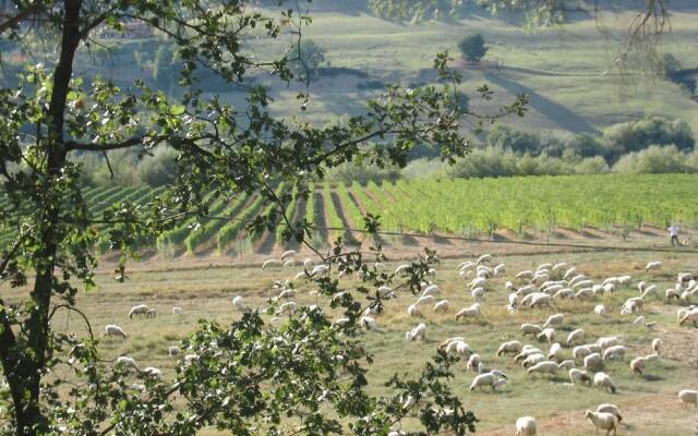 Tenuta Santa Cristina