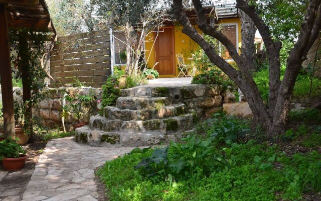 The OLive Tree