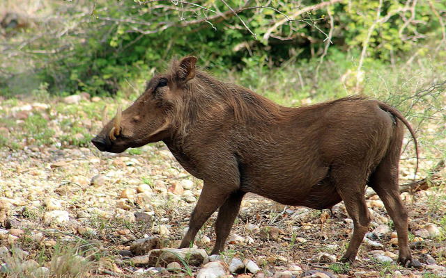 Roamers Rest Safari Lodge