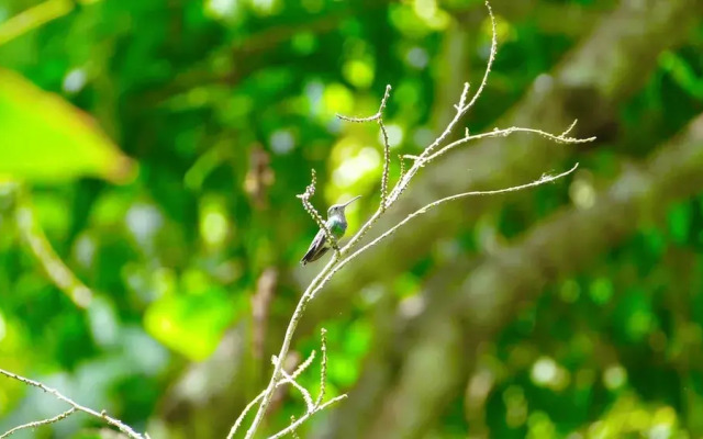 Cordillera Escalera Ecolodge