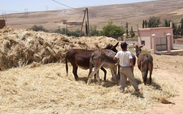 Dar Zitoune