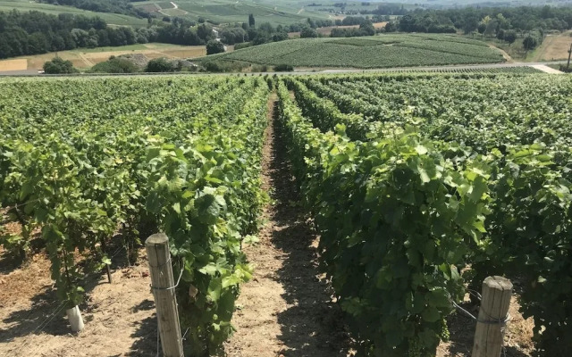 La Bulle de Champagne