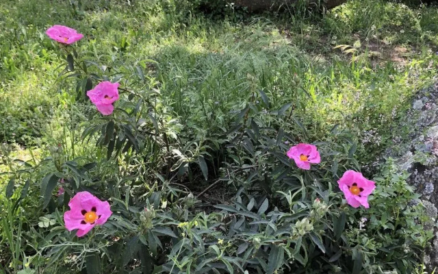 La Cerca Del Alcornoque